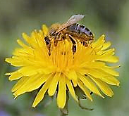 A Great Bee Mystery